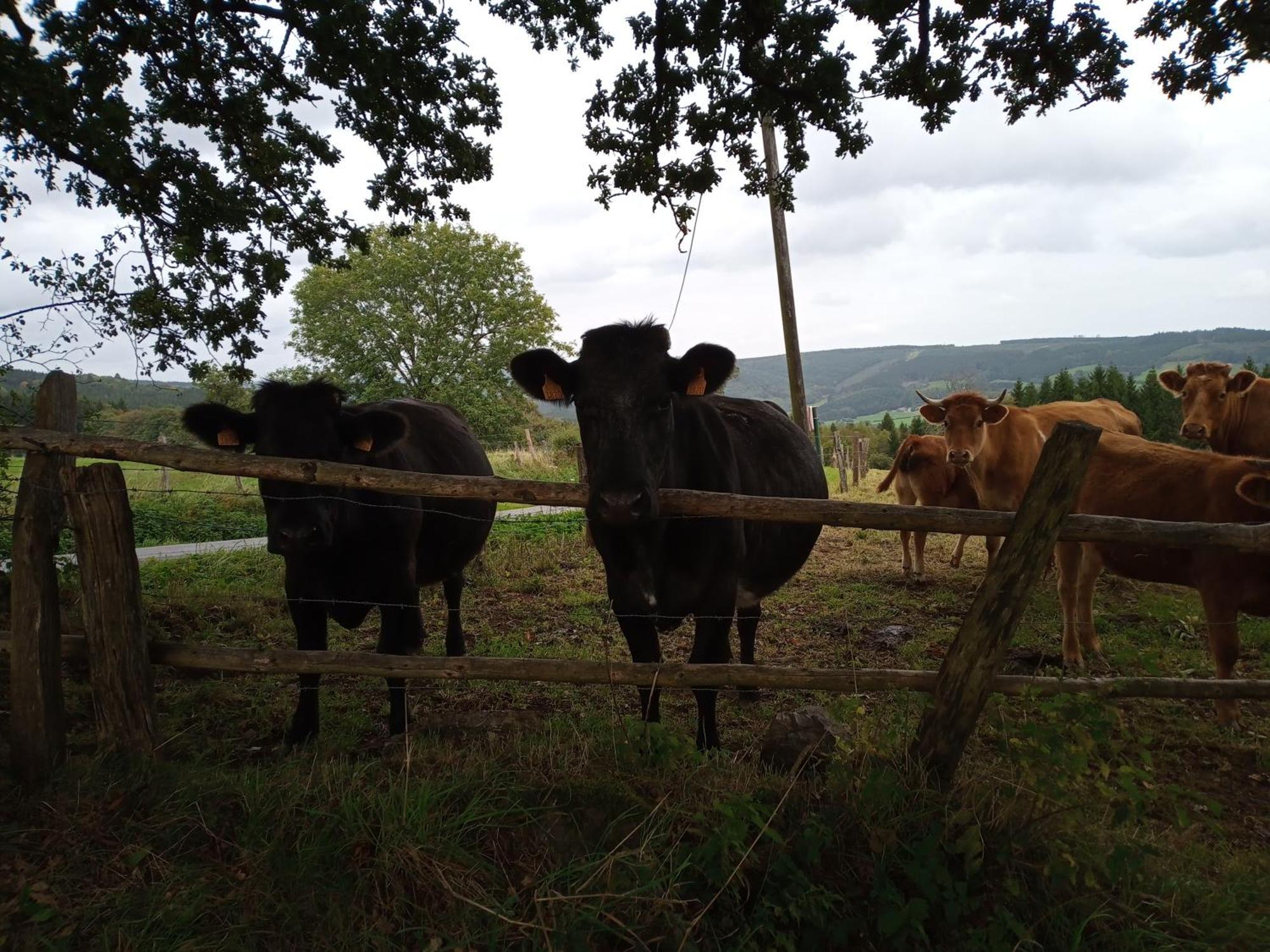 Vakantieverblijf Nature Stavelot Kültér fotó