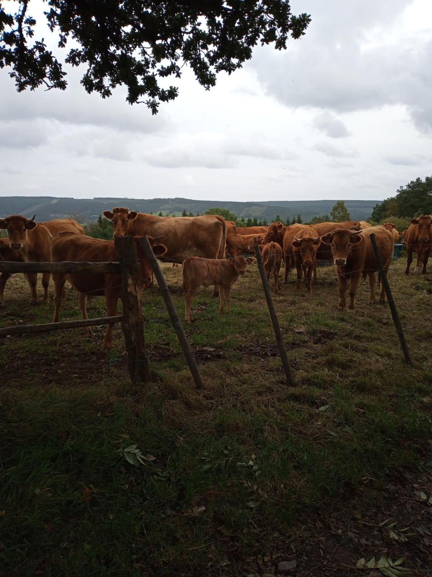 Vakantieverblijf Nature Stavelot Kültér fotó