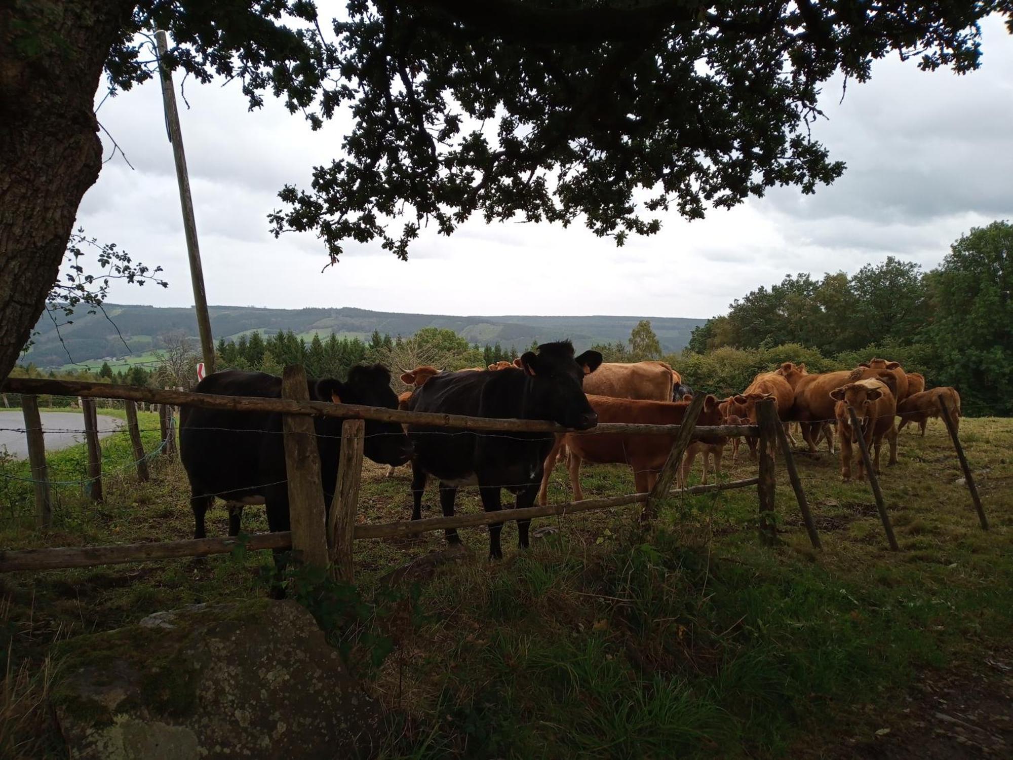 Vakantieverblijf Nature Stavelot Kültér fotó