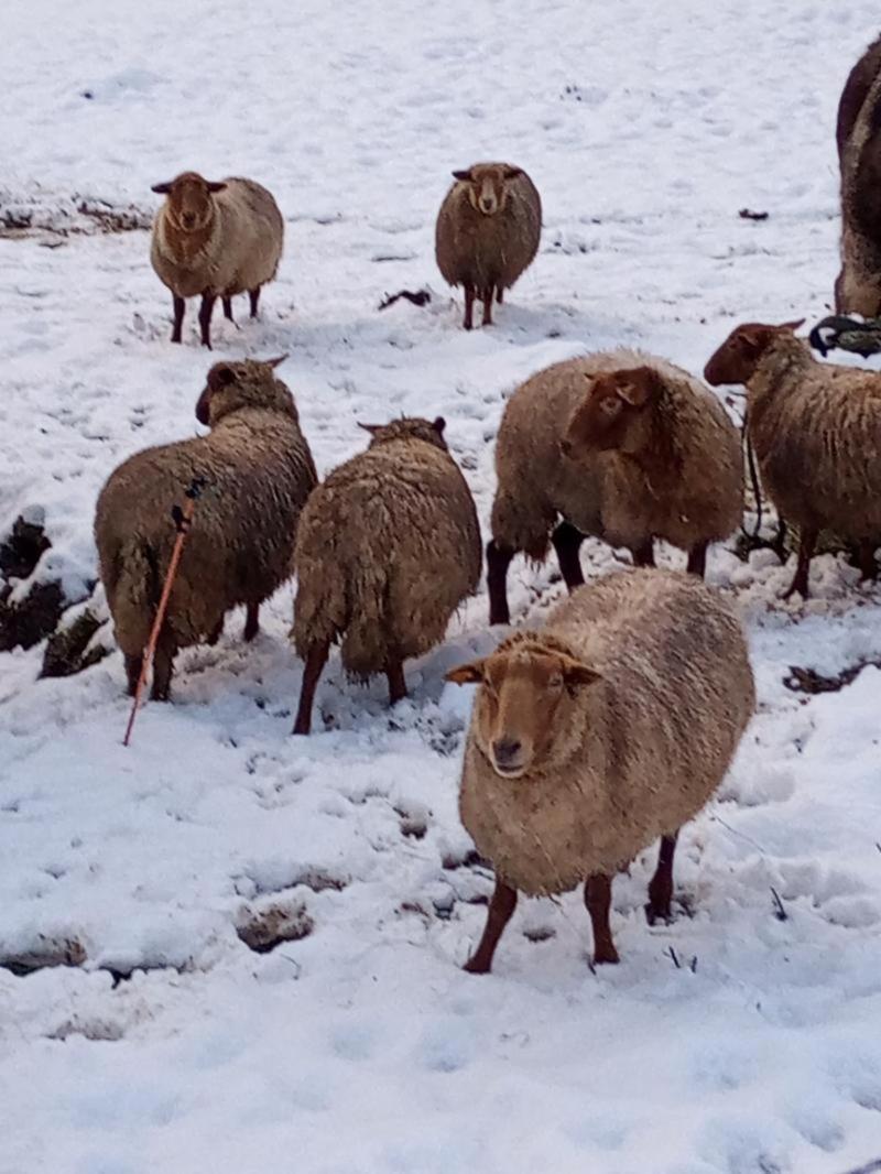 Vakantieverblijf Nature Stavelot Kültér fotó