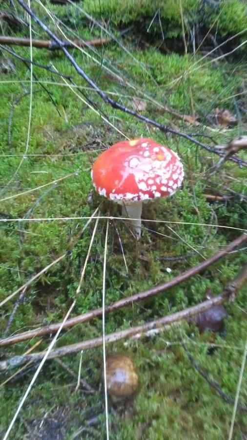 Vakantieverblijf Nature Stavelot Kültér fotó